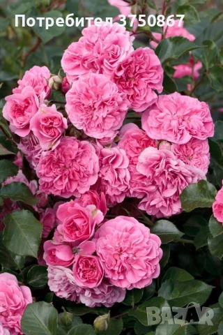 🌹 РОЗА 🌹 LES QUATRE SAISONS® Meifafio 