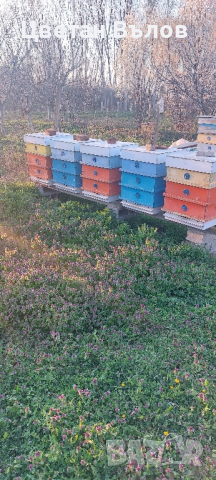 Пчелни семейства с или без кошерите, снимка 2 - Други животни - 44933368