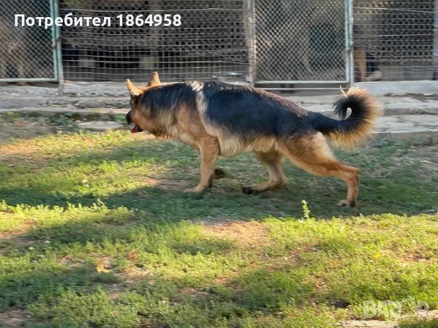 Немска Овчарка РАЗПЛОД