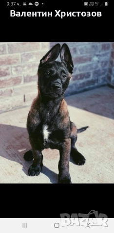 белгийска овчарка малиноа хердер , снимка 2 - Белгийска овчарка - 52656108