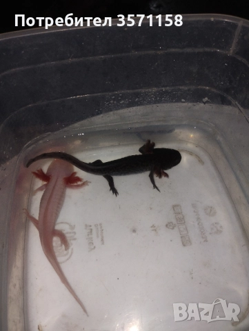 Декоративни водни животни - рачета жабки, рибки, охлюви,скариди,Аксалотъли,, снимка 7 - Рибки - 45219217