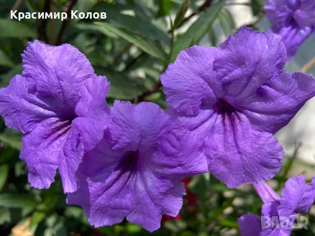 Руелия,Ruellia tuberosa,лилава и розова,цъфтящи,декоративни, снимка 1