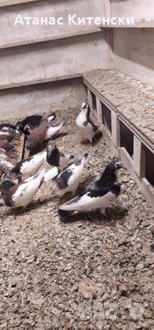 гълъби пазарджишки високолетачи, снимка 2 - Гълъби - 27987410