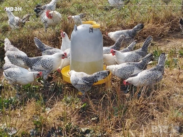 Оплодени яйца от Сребърно Брезе Бантам-единствени в България