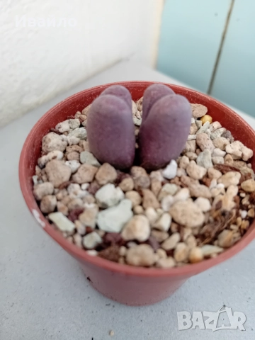 Живи камъчета - Lithops, снимка 6 - Градински цветя и растения - 33193359