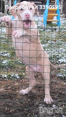 Aмериканско Були Хл , снимка 3 - Питбул - 52688919