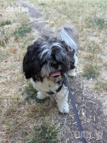 Предлагам куче Ши Тцу под наем за филми, фотосесии и реклами!, снимка 2 - Манекени, фотомодели, рекламни лица - 51084818