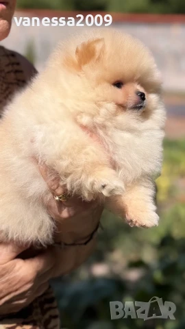 Померани , снимка 6 - Померан - 39236008