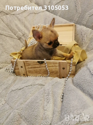 Чихуахуа , снимка 11 - Чихуахуа - 47738532