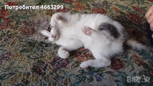 Подарявам 1 малко котенце, снимка 3 - Други - 52574631