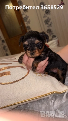 Йоркширски териер, снимка 3 - Йоркширски териер - 53044209