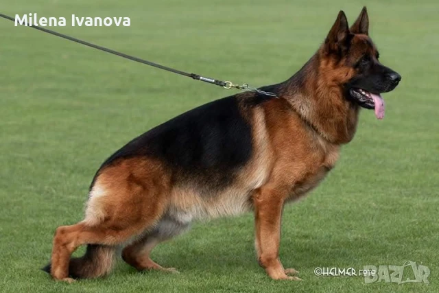 ШОУ клас немски овчарки от развъдник , снимка 1