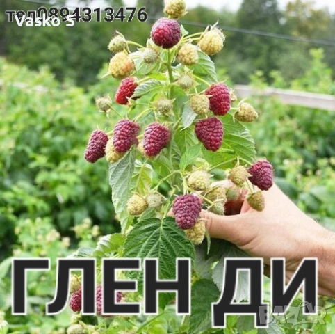 Здрови и качествени разсади 2025г, снимка 6 - Разсади - 52444842