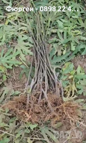 Смокиня „Брунсуик“ (Ficus carica ‘Brunswick’), снимка 4 - Разсади - 52356564