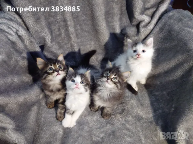 Сибирски котарак , снимка 6 - Сибирски - 46395945