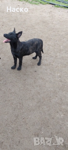 Холандска овчарка, снимка 5 - Белгийска овчарка - 52484592