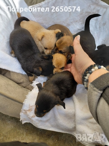 Чихо-пинчери, снимка 5 - Пинчер - 52837625