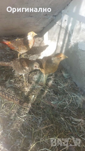 Фазани , снимка 4 - Кокошки и пуйки - 52145567