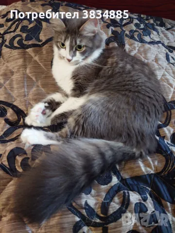 Сибирски котарак , снимка 8 - Сибирски - 46395945