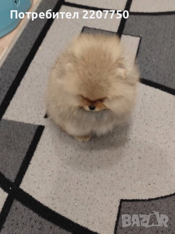 продавам померан , снимка 5 - Померан - 52437873