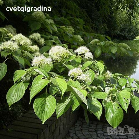 Cornus controversa (Корнус контраверса), снимка 2 - Градински цветя и растения - 43411237
