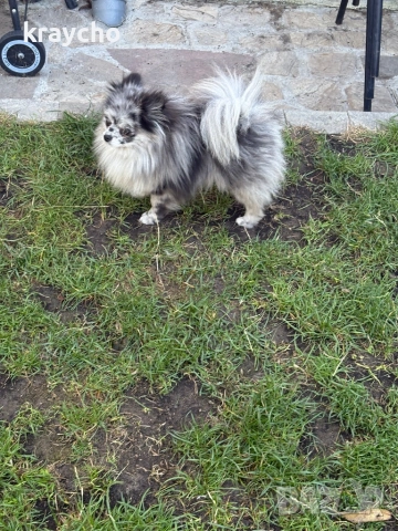 Померан женски