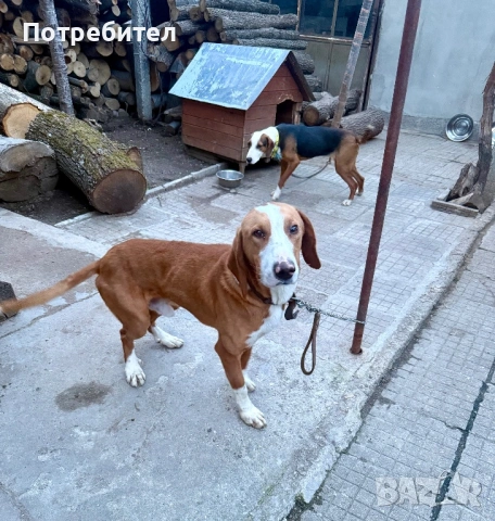 Посавско гонче