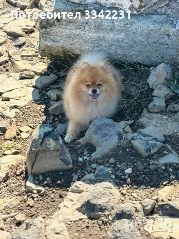 ПОМЕРАН ЗА РАЗПЛОД , снимка 4 - Търси партньор - 51894638