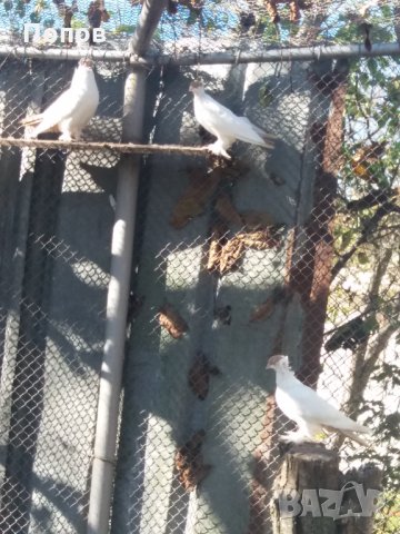 Продавам жълти кепета, снимка 6 - Гълъби - 34634779