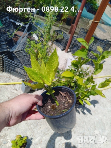 Аукуба -Aucuba, снимка 2 - Разсади - 52383950