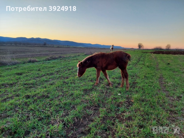 Продавам Конче на 8 месеца , снимка 9 - Коне - 52810797