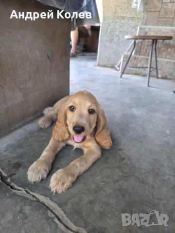 Кокер шпаньол, снимка 1