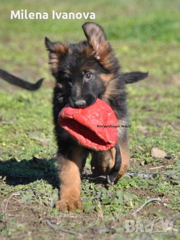 Мъжко кученце с ДЪЛЪГ косъм от развъдник , снимка 5 - Немска овчарка - 53016576