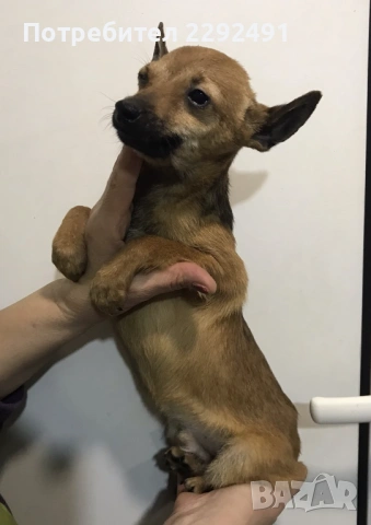 Мини Пинчери , снимка 5 - Пинчер - 52878798