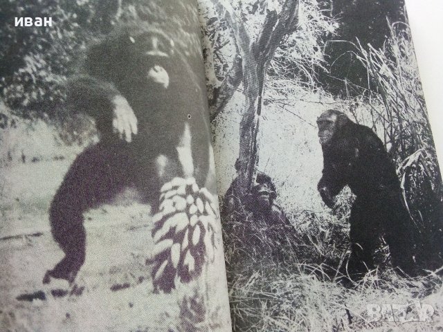 Сред Животните на Африка - Б.Гжимек - 1982г., снимка 6 - Други - 37815688