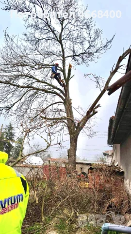 Премахване на опасни дървета , снимка 6 - Други услуги - 51406602