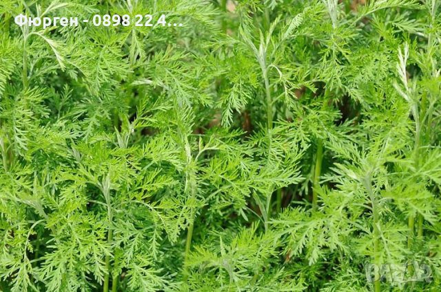 Храстовиден пелин (Artemisia abrotanum) - Лечебен, снимка 2 - Разсади - 40384180