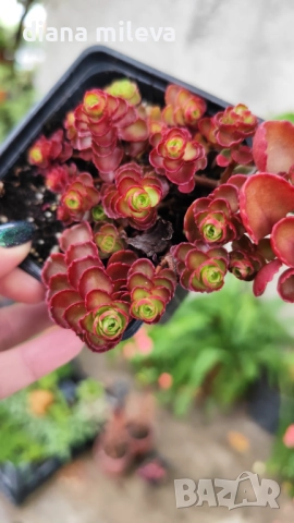 Червен седум Пурпурна Зима, Sedum spirium " Purpur Winter ", снимка 2 - Градински цветя и растения - 46784135