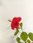 Китайски рози хибискус червена фуния, снимка 7