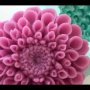 3D Хризантема фунийки цвете голям силиконов молд форма калъп фондан шоколад гипс сапун, снимка 5