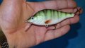 Воблер PERSH (костур ) на valdemar-baits, снимка 3