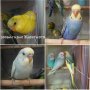Вълнисти папагали, снимка 1 - Папагали - 36686100