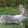 Продавам зайци великани, снимка 10
