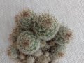 красив кактус в керамична саксия, снимка 1 - Стайни растения - 39599798