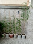 Цезалпиния - 80-90 см., снимка 3