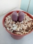 Живи камъчета - Lithops, снимка 6