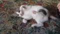 Подарявам 1 малко котенце, снимка 3