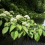 Cornus controversa (Корнус контраверса), снимка 2