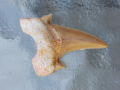 Зъби от праисторическа Акула,фосили Мексико, снимка 8