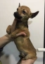 Мини Пинчери , снимка 5